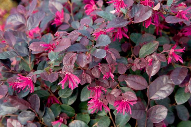 Loropetalum chinense Purple Diamond®,Chinese Fringe Flower Purple Diamond®, Purple Diamond Chinese Fringe Flower, Loropetalum chinense 'Shang-hi', evergreen shrubs, Pink flowers, dark foliage