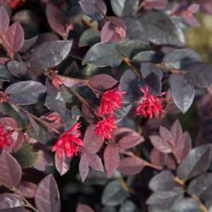 Loropetalum chinense Red Diamond™,Chinese Fringe Flower Red Diamond™, Red Diamond Chinese Fringe Flower, Loropetalum chinense 'Shang-Red', evergreen shrubs, Red flowers, dark foliage