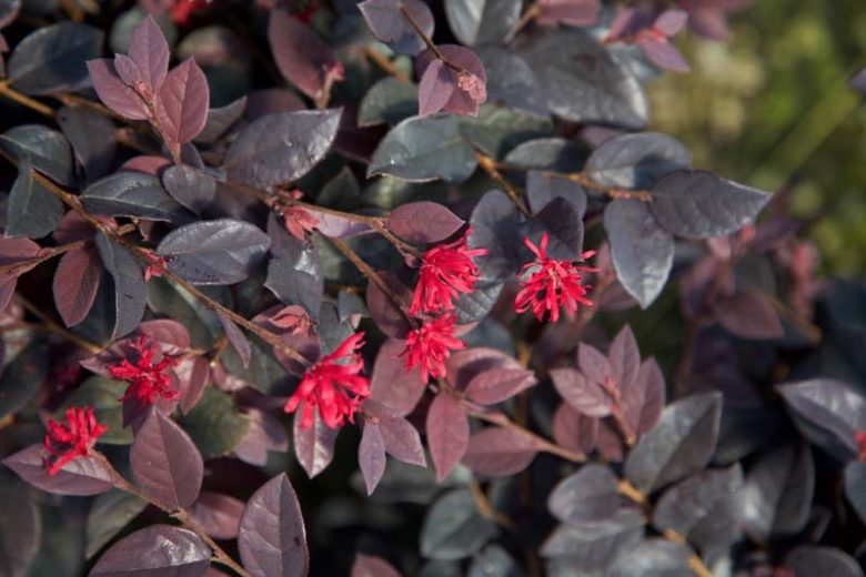 Loropetalum chinense Red Diamond™,Chinese Fringe Flower Red Diamond™, Red Diamond Chinese Fringe Flower, Loropetalum chinense 'Shang-Red', evergreen shrubs, Red flowers, dark foliage