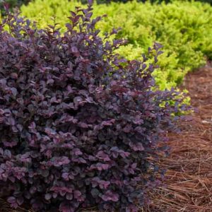 Loropetalum chinense var. rubrum Crimson Fire™,Chinese Fringe Flower Crimson Fire™, Crimson Fire Chinese Fringe Flower, Loropetalum chinense var. rubrum 'PIILC-I', evergreen shrubs, red flowers, dark foliage