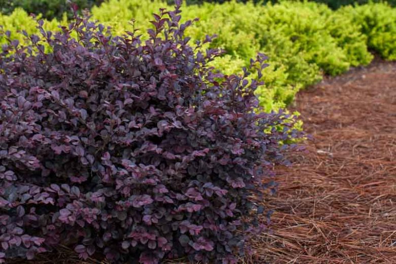 Loropetalum chinense var. rubrum Crimson Fire™,Chinese Fringe Flower Crimson Fire™, Crimson Fire Chinese Fringe Flower, Loropetalum chinense var. rubrum 'PIILC-I', evergreen shrubs, red flowers, dark foliage