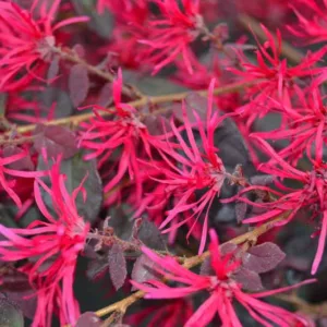Loropetalum chinense var. rubrum Sparkling Sangria™,Chinese Fringe Flower Sparkling Sangria™, Sparkling Sangria Chinese Fringe Flower, Loropetalum chinense var. rubrum 'PIILC-II', evergreen shrubs, red flowers, dark foliage