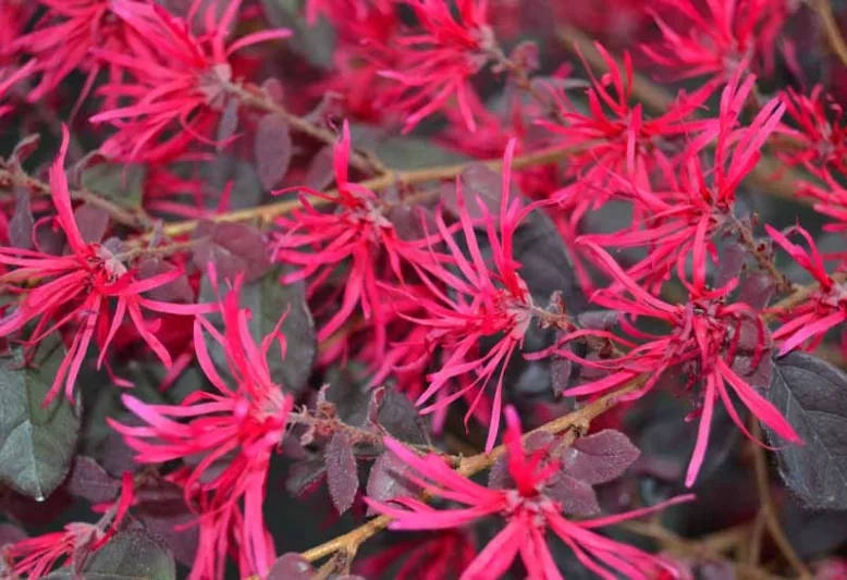 Loropetalum chinense var. rubrum Sparkling Sangria™,Chinese Fringe Flower Sparkling Sangria™, Sparkling Sangria Chinese Fringe Flower, Loropetalum chinense var. rubrum 'PIILC-II', evergreen shrubs, red flowers, dark foliage
