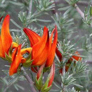 Lotus berthelotii, Parrot's Beak, Coral Gem, Cat Claw, Pigeon Beak, Evergreen Vine, Red Flowers, Perennial Vines