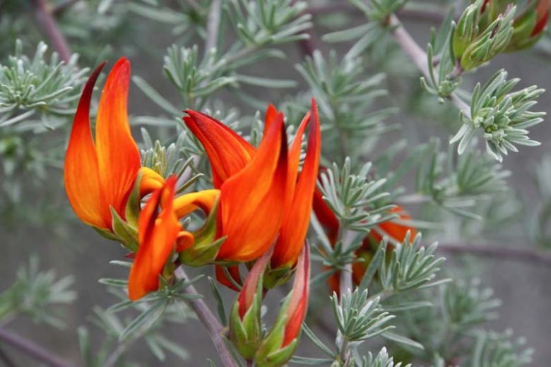 Lotus berthelotii, Parrot's Beak, Coral Gem, Cat Claw, Pigeon Beak, Evergreen Vine, Red Flowers, Perennial Vines