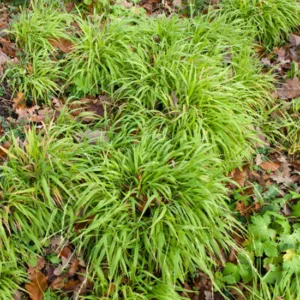 Luzula Sylvatica, Greater Wood Rush, Greater Wood-Rush, Luzula Maxima, best groundcover, perennial groundcover, perennial for shade, shade perennial