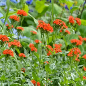 Maltese Cross, Jerusalem Cross, Common Rose Campion, Constantinople Campion, Cross of Jerusalem, Fireball, Flower of Bristow, Flower of Constantinople, Gardener's Delight, Gardener's Eye, Great Candlestick, Knight's Cross, London Pride, Meadow Campion, Red Robin, Scarlet Lightning, Scarlet Lychnis, Tears of Christ