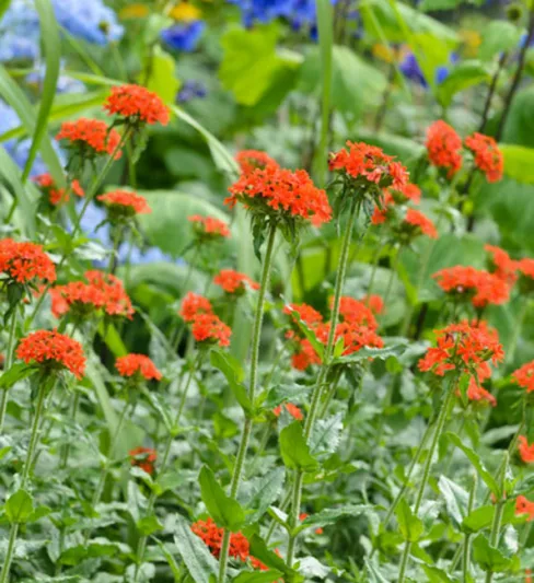Maltese Cross, Jerusalem Cross, Common Rose Campion, Constantinople Campion, Cross of Jerusalem, Fireball, Flower of Bristow, Flower of Constantinople, Gardener's Delight, Gardener's Eye, Great Candlestick, Knight's Cross, London Pride, Meadow Campion, Red Robin, Scarlet Lightning, Scarlet Lychnis, Tears of Christ