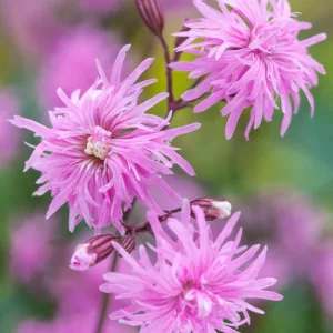 Lychnis Flos-Cuculi 'Petite Jenny', Ragged Robin 'Petite Jenny', Pink Flowers, Double Ragged Robin