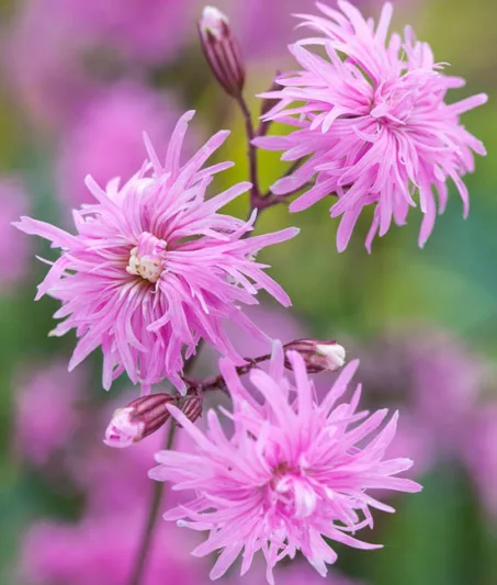 Lychnis Flos-Cuculi 'Petite Jenny', Ragged Robin 'Petite Jenny', Pink Flowers, Double Ragged Robin