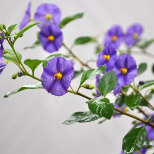 Solanum rantonnetii, Blue Potato Bush, Lycianthes rantonnetii, evergreen shrub, evergreen potato vine, purple flowers, Blue Flowers