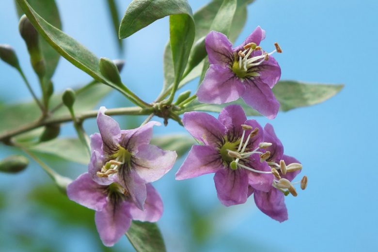Goji Berry, Wolfberry, Chinese Wolfberry, Matrimony Vine