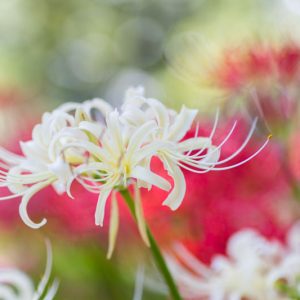 Lycoris albiflora, White Spider Lily, White September, White Hurricane Lily, White Lycoris, White flowers