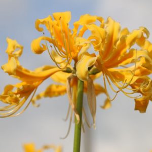 Lycoris aurea, Golden Spider Lily, Golden Hurricane Lily, Golden Lily, Yellow Spider Lily, Naked Lily, Surprise Lily, Yellow flowers
