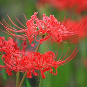 Lycoris radiata, Red Spider Lily, Spider Lily, Red Magic Lily, Red Surprise Lily, Equinox Flower, Red flowers