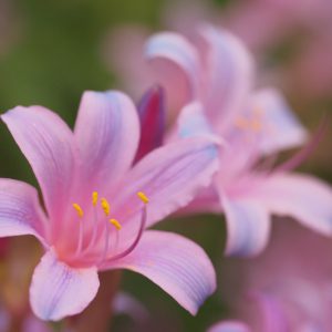Lycoris sprengeri, Electric Blue Spider Lily, Small Pink Spider Lily, Electric Blue Surprise Lily, Tie Dye Surprise Lily, Pink Lycoris, Pink Lily, Pink flowers