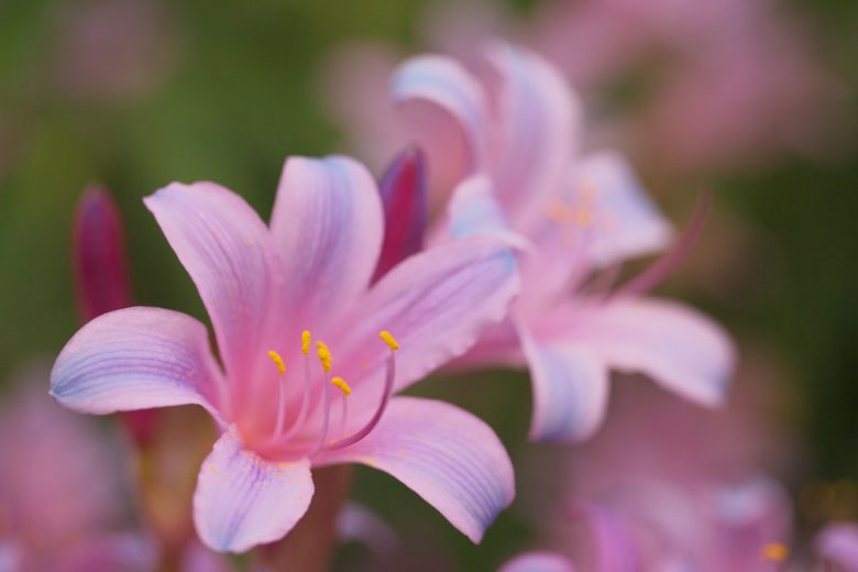 Lycoris sprengeri, Electric Blue Spider Lily, Small Pink Spider Lily, Electric Blue Surprise Lily, Tie Dye Surprise Lily, Pink Lycoris, Pink Lily, Pink flowers