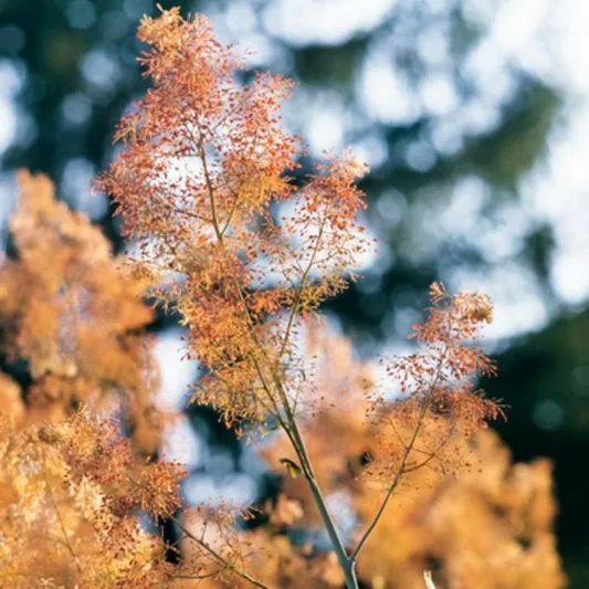Macleaya Microcarpa 'Kelway's Coral Plume', Plume Poppy 'Kelway's Coral Plume', Macleaya microcarpa 'Coral Plume'