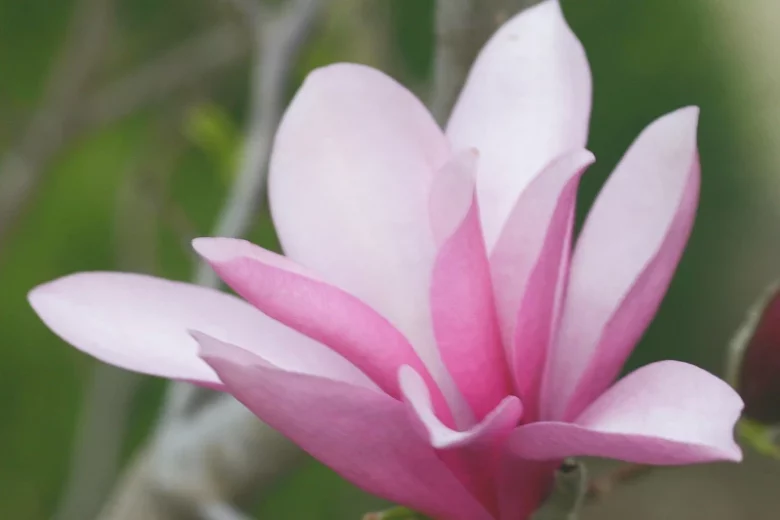 Magnolia 'Ann', Ann Magnolia, Pink magnolia, Winter flowers, Spring flowers, Pink flowers, fragrant trees, fragrant flowers, Purple Magnolia, Purple flowers