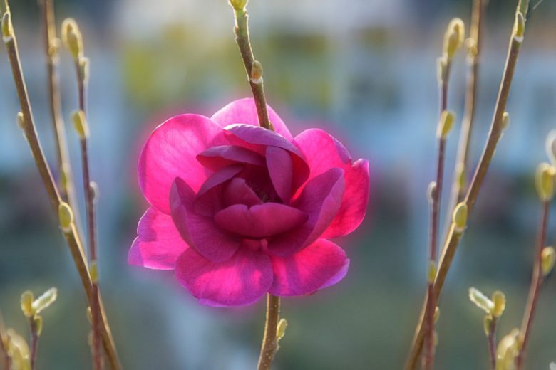 Magnolia 'Black Tulip', Black Tulip Magnolia, Red magnolia, Winter flowers, Spring flowers, Red flowers, fragrant trees, fragrant flowers, Purple Magnolia, Purple flowers
