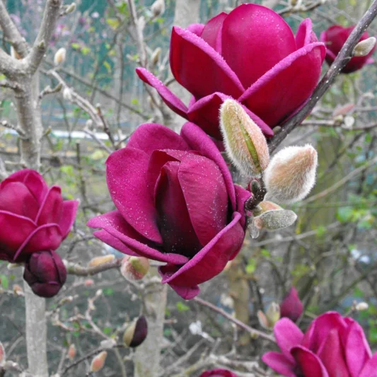 Magnolia 'Genie', Genie Magnolia, Red magnolia, Winter flowers, Spring flowers, Red flowers, fragrant trees, fragrant flowers, Purple Magnolia, Purple flowers
