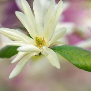 Magnolia 'Gold Star, Star Magnolia 'Gold Star', Magnolia stellata 'Gold Star', Yellow magnolia, Winter flowers, Spring flowers, Yellow flowers, fragrant trees, fragrant flowers