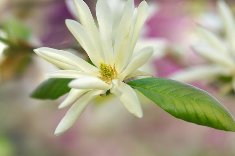 Magnolia 'Gold Star, Star Magnolia 'Gold Star', Magnolia stellata 'Gold Star', Yellow magnolia, Winter flowers, Spring flowers, Yellow flowers, fragrant trees, fragrant flowers