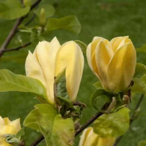 Magnolia Hot Flash, Hot Flash Magnolia, Yellow magnolia, Winter flowers, Spring flowers, Yellow flowers, fragrant trees, fragrant flowers