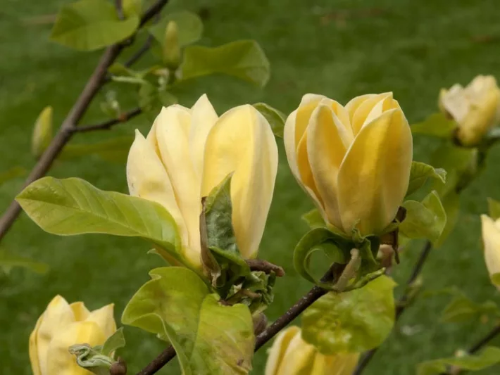 Magnolia Hot Flash, Hot Flash Magnolia, Yellow magnolia, Winter flowers, Spring flowers, Yellow flowers, fragrant trees, fragrant flowers