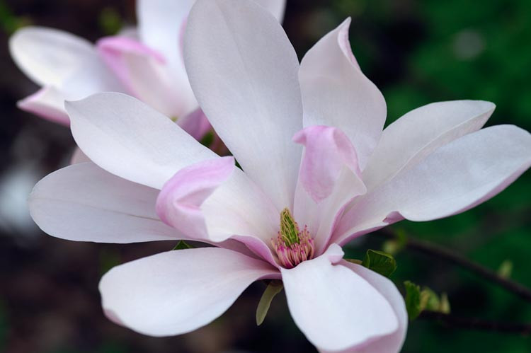 Magnolia 'Pinkie', Pinkie Magnolia, Pink magnolia, Winter flowers, Spring flowers, Pink flowers, fragrant trees, fragrant flowers