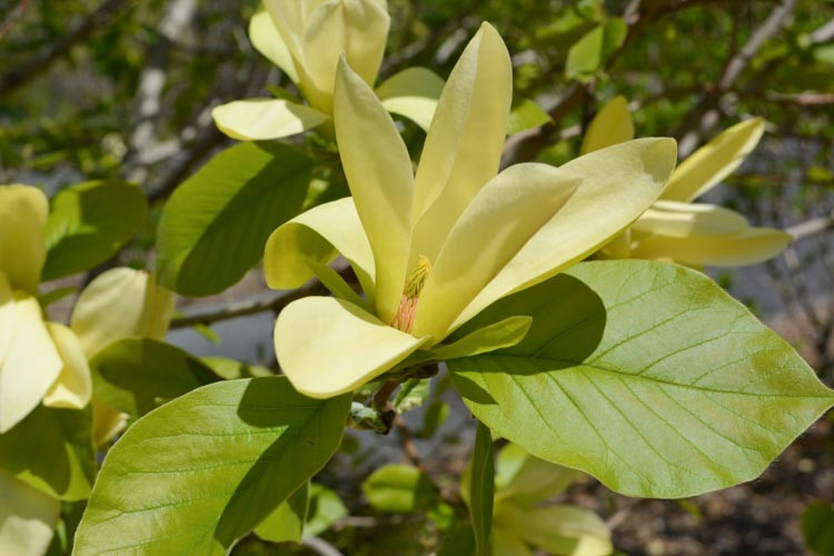 Magnolia 'Solar Flair, Solar Flair Magnolia, Yellow magnolia, Winter flowers, Spring flowers, Yellow flowers, fragrant trees, fragrant flowers