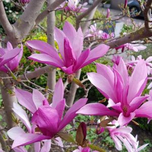 Magnolia 'Susan', Susan Magnolia, Pink magnolia, Winter flowers, Spring flowers, Pink flowers, fragrant trees, fragrant flowers, Purple Magnolia, Purple flowers