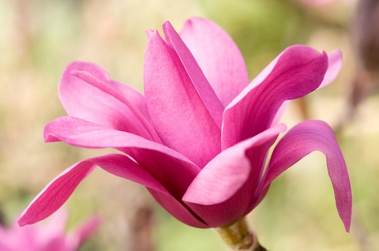 Magnolia 'Vulcan', Vulcan Magnolia, Red magnolia, Winter flowers, Spring flowers, Red flowers, fragrant trees, fragrant flowers, Purple Magnolia, Purple flowers
