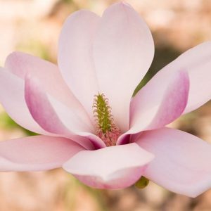 Magnolia denudata 'Forrest's Pink', (Yulan Magnolia), Yulan Magnolia 'Forrest's Pink', Lily Tree 'Forrest's Pink', Lilytree 'Forrest's Pink',Saucer Magnolia 'Forrest's Pink', Pink magnolia, Winter flowers, Spring flowers, Pink flowers, fragrant trees, fragrant flowers