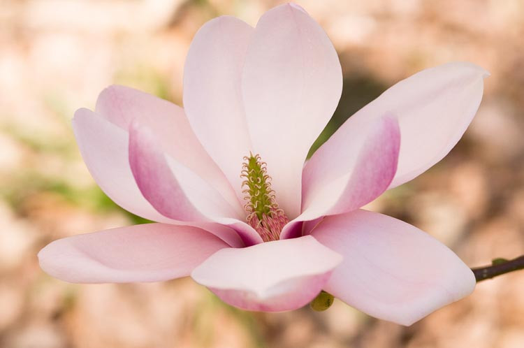 Magnolia denudata 'Forrest's Pink', (Yulan Magnolia), Yulan Magnolia 'Forrest's Pink', Lily Tree 'Forrest's Pink', Lilytree 'Forrest's Pink',Saucer Magnolia 'Forrest's Pink', Pink magnolia, Winter flowers, Spring flowers, Pink flowers, fragrant trees, fragrant flowers
