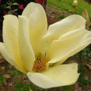 Magnolia denudata 'Yellow River',Yulan Magnolia 'Yellow River', Lily Tree 'Yellow River', Lilytree 'Yellow River',Saucer Magnolia 'Yellow River', Yellow magnolia, Winter flowers, Spring flowers, Yellow flowers, fragrant trees, fragrant flowers