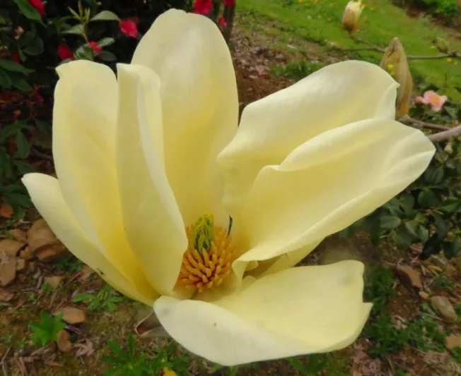Magnolia denudata 'Yellow River',Yulan Magnolia 'Yellow River', Lily Tree 'Yellow River', Lilytree 'Yellow River',Saucer Magnolia 'Yellow River', Yellow magnolia, Winter flowers, Spring flowers, Yellow flowers, fragrant trees, fragrant flowers