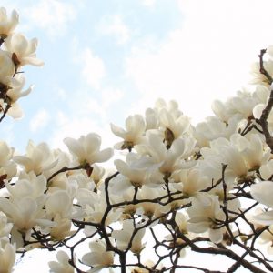 Magnolia denudata, Yulan Magnolia, Lily Tree, Lilytree, Naked Magnolia, Slender Magnolia, White magnolia, Magnolia heptapeta, Winter flowers, Spring flowers, White flowers, fragrant trees, fragrant flowers