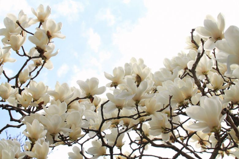 Magnolia denudata, Yulan Magnolia, Lily Tree, Lilytree, Naked Magnolia, Slender Magnolia, White magnolia, Magnolia heptapeta, Winter flowers, Spring flowers, White flowers, fragrant trees, fragrant flowers