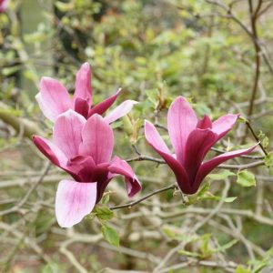 Magnolia liliiflora 'Nigra', Black Lily magnolia, Magnolia × soulangeana 'Nigra', Red magnolia, Winter flowers, Spring flowers, Red flowers, fragrant trees, fragrant flowers, Purple Magnolia, Purple flowers
