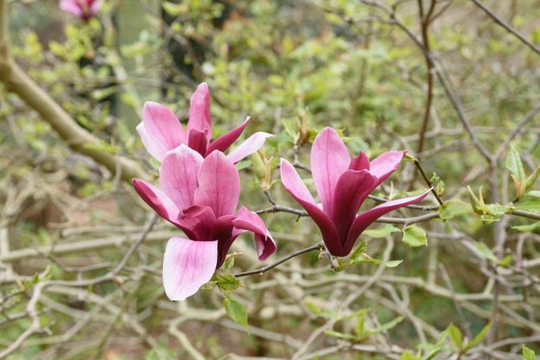 Magnolia liliiflora 'Nigra', Black Lily magnolia, Magnolia × soulangeana 'Nigra', Red magnolia, Winter flowers, Spring flowers, Red flowers, fragrant trees, fragrant flowers, Purple Magnolia, Purple flowers
