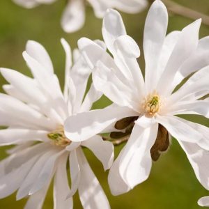 Magnolia × loebneri 'Encore',Magnolia 'Encore',Saucer Magnolia, Pink magnolia, Winter flowers, Spring flowers, Pink flowers, fragrant trees, fragrant flowers
