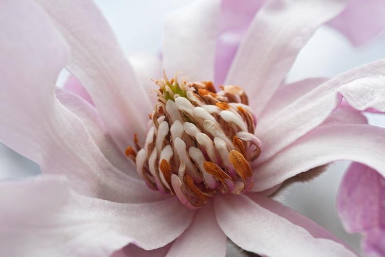 Magnolia × loebneri 'Leonard Messel',Magnolia 'Leonard Messel',Saucer Magnolia, Pink magnolia, Winter flowers, Spring flowers, Pink flowers, fragrant trees, fragrant flowers