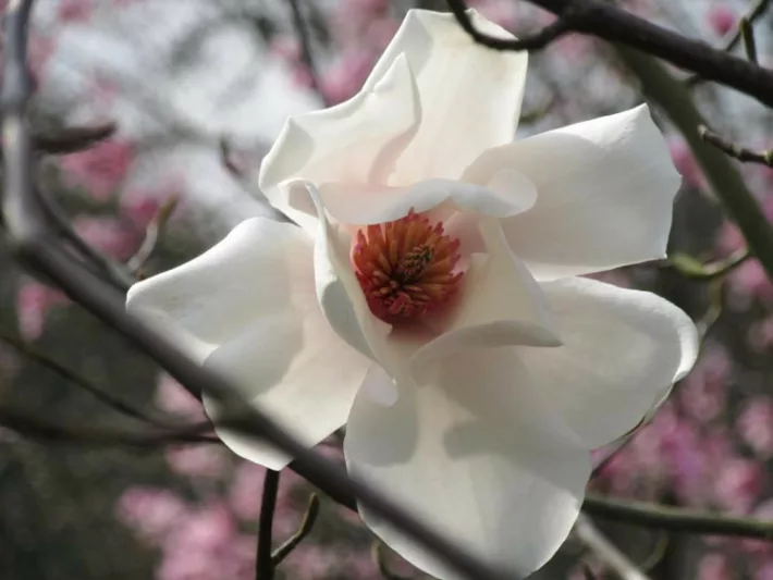 Magnolia salicifolia, Anise Magnolia, Willow-Leaved Magnolia, Willow-Leaf Magnolia, White magnolia, Winter flowers, Spring flowers, White flowers, fragrant trees, fragrant flowers