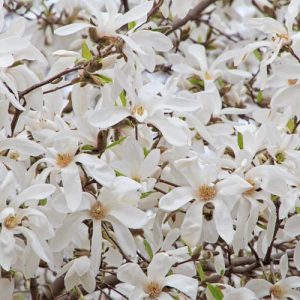 Magnolia salicifolia 'Wada's Memory', Anise Magnolia 'Wada's Memory', Willow-Leaved Magnolia 'Wada's Memory', Willow-Leaf Magnolia 'Wada's Memory', Magnolia x kewensis 'Wada's Memory', White magnolia, Winter flowers, Spring flowers, White flowers, fragrant trees, fragrant flowers