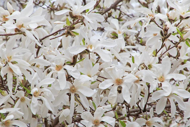 Magnolia salicifolia 'Wada's Memory', Anise Magnolia 'Wada's Memory', Willow-Leaved Magnolia 'Wada's Memory', Willow-Leaf Magnolia 'Wada's Memory', Magnolia x kewensis 'Wada's Memory', White magnolia, Winter flowers, Spring flowers, White flowers, fragrant trees, fragrant flowers