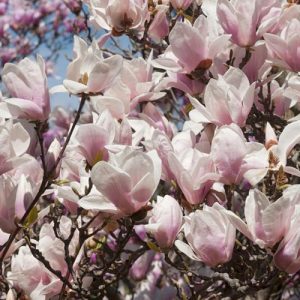 Magnolia × soulangeana Alba Superba, Magnolia × soulangeana 'Alba', Alba Superba Saucer Magnolia, Alba Superba Tulip Magnolia, Alba Superba Chinese Magnolia, White magnolia, Pink magnolia, Winter flowers, Spring flowers, White flowers, Pink flowers, fragrant trees, fragrant flowers