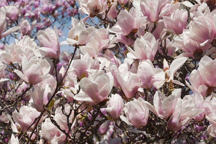Magnolia × soulangeana Alba Superba, Magnolia × soulangeana 'Alba', Alba Superba Saucer Magnolia, Alba Superba Tulip Magnolia, Alba Superba Chinese Magnolia, White magnolia, Pink magnolia, Winter flowers, Spring flowers, White flowers, Pink flowers, fragrant trees, fragrant flowers