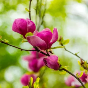 Magnolia × soulangeana Lennei, Lennei Saucer Magnolia, Lennei Tulip Magnolia, Lennei Chinese Magnolia, Red magnolia, Pink magnolia, Winter flowers, Spring flowers, Red flowers, Pink flowers, fragrant flowers