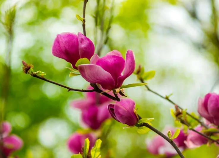 Magnolia × soulangeana Lennei, Lennei Saucer Magnolia, Lennei Tulip Magnolia, Lennei Chinese Magnolia, Red magnolia, Pink magnolia, Winter flowers, Spring flowers, Red flowers, Pink flowers, fragrant flowers